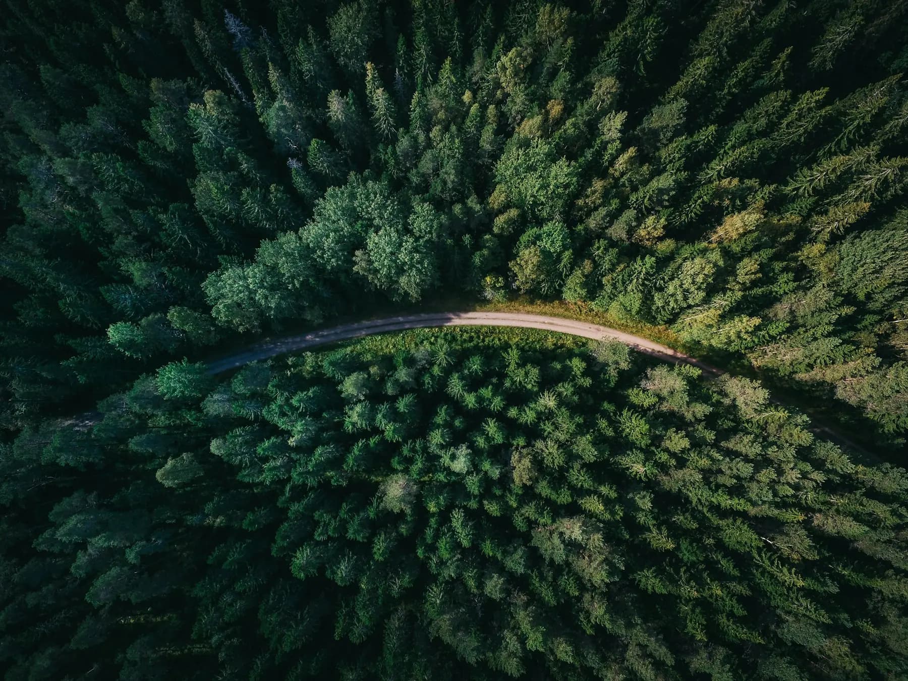 Aerial view of an evergreen forest road in Oregon